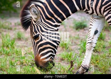 Animali africani, Lion, Zebra, gnu, elefante, vitelli, Giraffe, uccelli, stelle, Tramonto, Sunrise Foto Stock