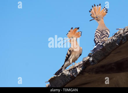 Coppia di upupe chiacchiere su un tetto Foto Stock