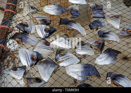 Separate le teste di pesce essiccazione su un filo in rack Sun, il villaggio di pescatori di Hua Thanon, Koh Samui, Golfo di Thailandia, Tailandia Foto Stock