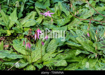 Un cane al dente viola (Erythronium dens-canis) in fiore Foto Stock