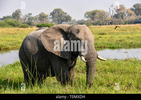 Moremi Game Reserve, il Botswana. Settembre 2017 - Foto Stock