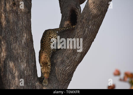 Moremi Game Reserve, il Botswana. Settembre 2017 - Foto Stock