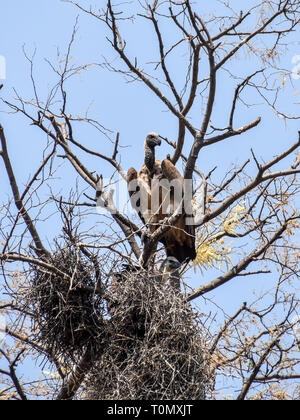 Moremi Game Reserve, il Botswana. Settembre 2017 - Foto Stock