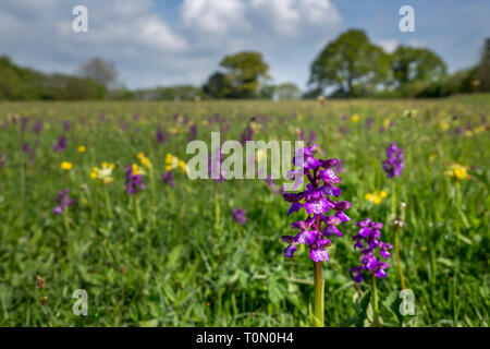 Verde Orchidea alato; Anacamptis morio; Clarkes Piscina Prato; Gloucestershire, Regno Unito Foto Stock