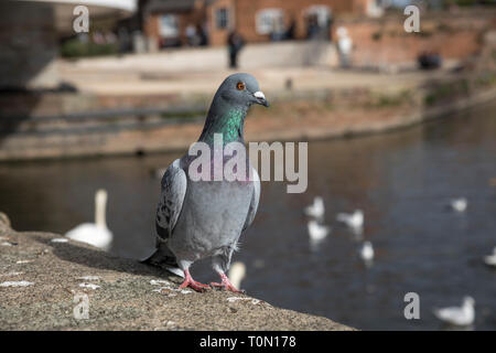 Piccioni selvatici; Columba livia domestica; Stratford; Regno Unito Foto Stock