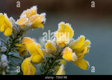 Gorse comune; Ulex Europaeus; fiori in gelo; Cornovaglia; Regno Unito Foto Stock