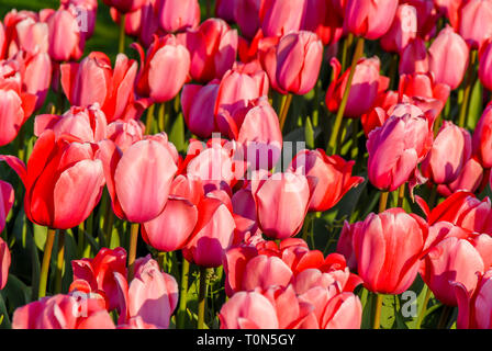 Istanbul, Turchia, 19 Aprile 2018: tulipani in Emirgan Foto Stock