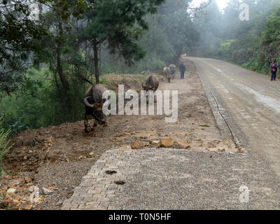 Bufalo d'acqua (Bubalus bubalis) e agricoltore in zone rurali, Yuanyang Yunnan, Cina Foto Stock