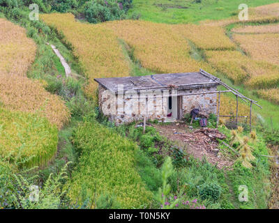 Vista tra alberi di bambù su un piccolo agriturismo circondato da risaie, Yunnan in Cina. Foto Stock