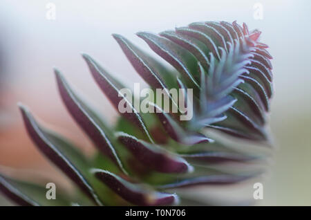 Forma compatta di Crassula columnaris (Buddha tempio) è una pianta perenne piante succulente nativa per l'Africa australe. Vista laterale fotografato in Israele in Ma Foto Stock