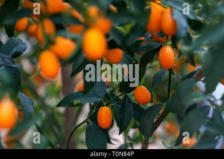 Kumquat frutta (citrus japonica) su un albero Foto Stock
