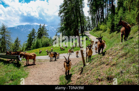 Allevamento di billy-attacco di capra in montagna, animale ritratto Foto Stock
