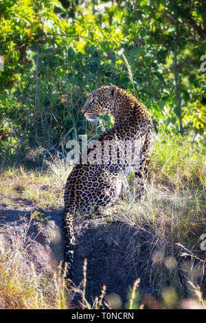 Bella adulto leopard, Panthera pardus, nel sottobosco soleggiato. Marsai Mara, Kenya. Foto Stock