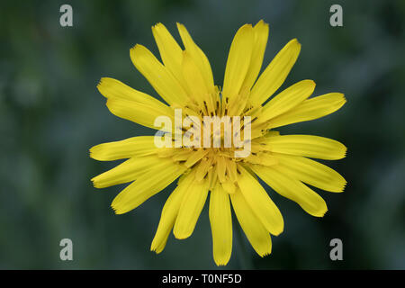 Wiesen-Bocksbart, Wiesenbocksbart, Bocksbart, Tragopogon pratensis Meadow Salsefrica, vistosi della capra-barba, Prato della capra-barba, Jack-go-to-letto a mezzogiorno, L Foto Stock