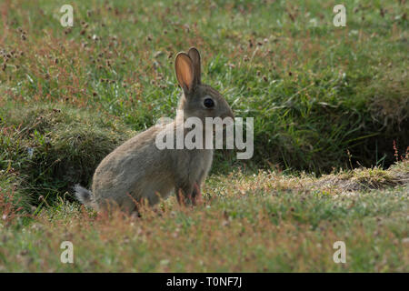 Coniglio giovane nel campo Foto Stock