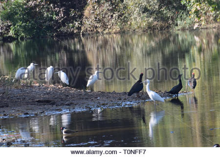 Il pittoresco paesaggio di sasan gir santuario della fauna selvatica Foto Stock