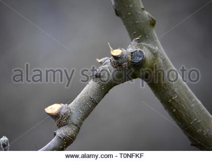 Potatura di Apple sul ramo di un albero , immagine di un Foto Stock