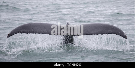 Humpback Whale immersioni nelle acque islandesi che mostra la coda Foto Stock