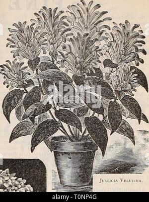 Dreer's 1897 catalogo autunno Dreer's 1897 catalogo autunno : lampadine, piante, semi &c1897dreers autunno1897henr Anno: 1897 Foto Stock