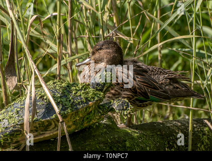 Tartaruga acqua coperta con lenticchie d'acqua e di un marrone anatra seduta su un log in canne Foto Stock