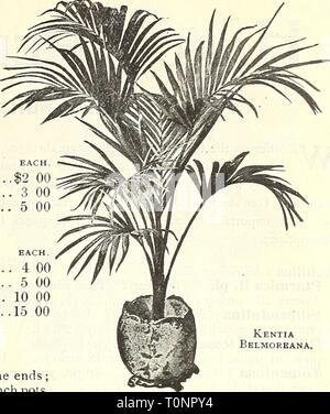 Dreer dell'autunno 1902 catalogo (1902) Dreer dell'autunno 1902 catalogo19021902dreersautumn henr Anno: 1902 Dreer del catalogo autunno del 1902. KENTIAS. Il Kentias, entrambi Belmoreana e Forsteriana, sono il hardiest in cul- tivation e dare maggiore soddisfazione come una pianta di casa rispetto a qualsiasi altra varietà. Essi sono di una crescita lenta e non sono influenzati dalla polvere e atmosfera secca della casa e siamo stati per selezionare uno solo Palm, si sarebbe certamente una Kentia. Le due varietà sono di aspetto simile, il primo essendo dwarfer e maggiore diffusione, e quest'ultimo è di una crescita più forte con un più ampio, Foto Stock