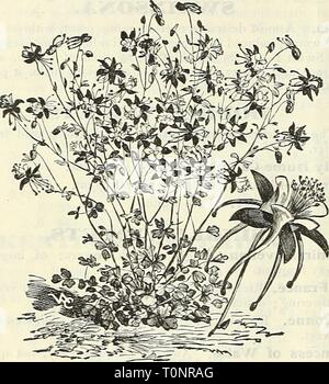Dreer del catalogo autunno 1905 (1905) del Dreer catalogo autunno 1905 dreersautumncata1905henr Anno: 1905=old fashioned Hardy piante perenni. Offriamo sul folKiuiug sei pagine una lista abbreviata di varietà che anni di esperienza hanno dimostrato di essere un successo wken piantati in autunno. A pochi tipi come il giapponese di anemoni, Hollyhocks e piante simili, sebbene hardy quando esposte in primavera, raramente a sopravvivere all'inverno quando disturbato in autunno e primavera si piantano raccomandate(^. Il nostro magazzino di piante perenni è il più grande e più completa nel paese, movimentazione questa classe di piante come o Foto Stock