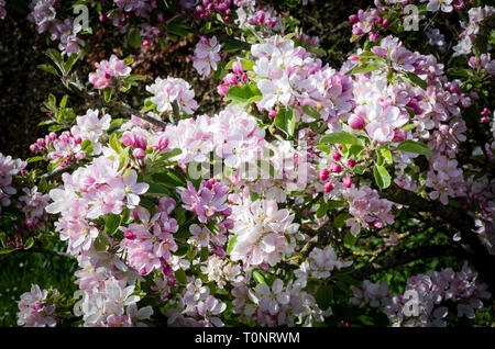 Fiore di primavera su Malus domestica il tramonto in un giardino inglese nel Maggio Foto Stock