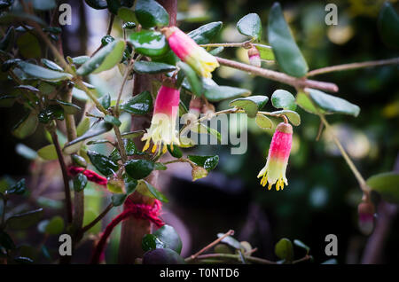 Correa Marions meraviglia in fiore durante i mesi invernali in un giardino inglese nel Regno Unito Foto Stock