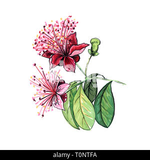 Bellissimo fiore feijoa disegnati a mano illustrazione. Freehand colore floreale disegno a matita. Rigogliosa pianta disegno realistico. Biglietto di auguri botanical isolato elemento di design. Fiore rosa con foglie verdi Foto Stock