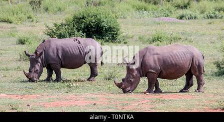 Il rinoceronte di Pentecoste il pascolo di fronte Mhondoro Game Lodge Foto Stock