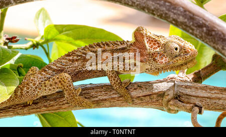 A Knysna Dwarf Chameleon Foto Stock