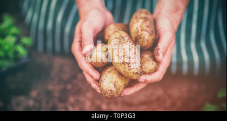 Giardiniere raccolta di patate a serra Foto Stock