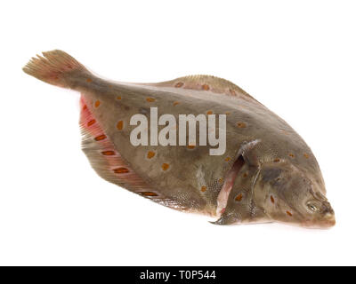 La Passera di mare Pesce su sfondo bianco Foto Stock
