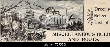 Dreer del catalogo autunno 1896 Dreer dell'autunno catalogo : 1896 lampadine, piante, semi dreersautumncata1896henr Anno: 1896 14 Dreer del catalogo autunno 1896. Varie lampadine e radici. Foto Stock