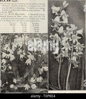 Dreer's 1910 catalogo autunno (1910) Dreer's 1910 catalogo autunno dreers1910autunno1910henr Anno: 1910 Elwes* Giant Bucaneve. Scilla campanulata. SdLLA SlBIRICA. SNOWDROPS (Galanthus). L'affascinante Snowdrop è il primo di tutti i f.^-.vers a herald ap- proach della molla. Può essere spesso visto in fiore quando il terreno è bianco di neve, come prende ogni vantaggio, e accelera per visualizzare la sua aggraziata snow-campane bianche prima dell'inverno è scomparso. In collaborazione con Chionodoxas e Scilla, un inimitabile effetto può essere pro- duced. Come le lampadine sono piccole, dovrebbero essere piantati libere Foto Stock