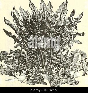 Dreer's garden prenota 1904 Dreer's garden prenota : 1904 dreersgardenbook1904henr Anno: 1904 New York migliorata grandi Egg-Plant viola. haidiest, 10 cm di lunghezza. Pkt., cts ; lb., 75 cts. £GG-PI&lt;ANT PI.le formiche. (Infiltrazione 47.) Aglio. (Vedere pagina 3(5.) zucche. (Vedere semi di fiori.) HOP RADICI DI VITE. (Vedere pagina 47). il rafano. (Vedere pagina 47.) Migliorata Thick-Leaveu Tarassaco. Foto Stock