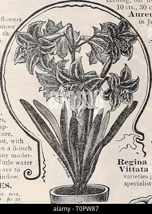 Dreer's 1897 catalogo autunno Dreer's 1897 catalogo autunno : lampadine, piante, semi &c1897dreers autunno1897henr Anno: 1897 m Agapanthus. Anemoni. Queste affascinanti hardy fiore di primavera sono sempre meglio conosciuto e mor popolari come un giardino fiorito . Entrambe le camere doppie e singole sono ugualmente de- sirable, e nessun giardino dovrebbe essere senza di loro. Essi sono adatti- in grado per la pentola o la cultura di confine e quando piantati in masse sono più efficaci. Ci riescono meglio in un leggero, ricco, ben drenato il terriccio. Impianto in ottobre o novembre, o non appena il suolo può essere lavorato in primavera. Se piantati in autunno, essi sho Foto Stock