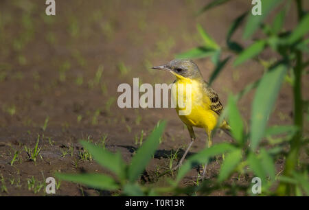 Orientale Wagtail giallo (Motacilla flava) camminando sulla terra. Foto Stock