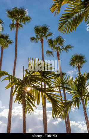 Sun burst se alberi di palma contro un cielo blu lungo la Tampa Riverwalk in Tampa Florida negli Stati Uniti Foto Stock