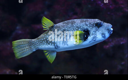 Vista ravvicinata di un bianco-spotted puffer (Arothron hispidus) Foto Stock