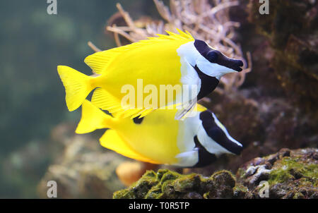 Vista ravvicinata di una Foxface rabbitfish (Siganus vulpinus) Foto Stock