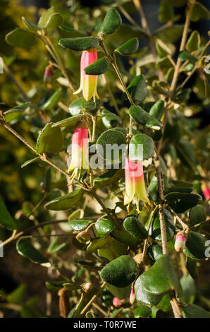 Correa Marions meraviglia in fiore durante i mesi invernali in un giardino inglese nel Regno Unito Foto Stock