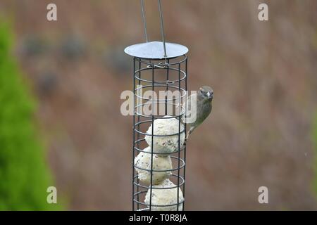 Una femmina di casa passero su un bird feeder riempito con grasso di sfere. Foto Stock