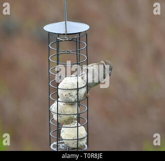 Una femmina di casa passero su un bird feeder riempito con grasso di sfere. Foto Stock