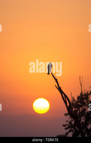 La silhouette di un aquila appollaiato su un ramo di albero Foto Stock