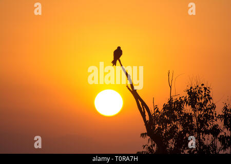 La silhouette di un aquila appollaiato su un ramo di albero Foto Stock