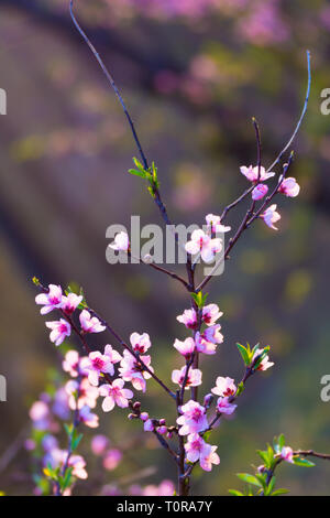 Chiudere il ramo di allegra blossom Foto Stock