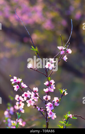 Chiudere il ramo di allegra blossom Foto Stock