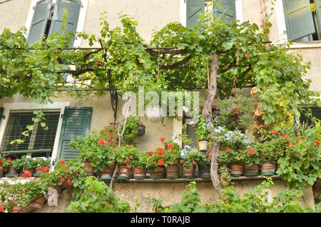 Foglie di uva e vasi di fiori a costruire nel villaggio di Malcesine al Lago di Garda, Italia. Foto Stock