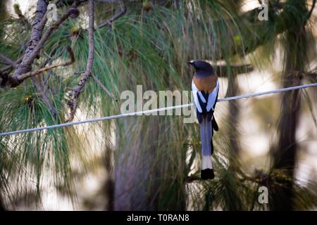 Long Tail bird sul filo elettrico Foto Stock